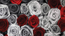awesome-red-grey-roses-flowers-vintage-photo-wallpaper-mural-wm-of-inspiration-and-styles.png