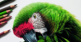 01-Macaw-Parrot-Chloe-O-Shea-Realistic-Wind-Animal-Drawings-www-designstack-co.png